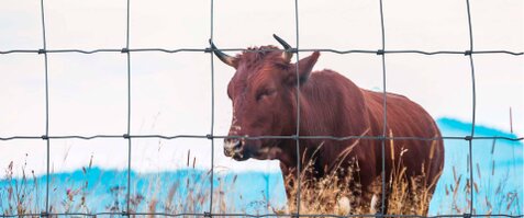 Fincas cinegéticas, Vallados fincas, valla metálica,valla,cercado metalico,cerramientos Fincas cinegéticas, Vallados fincas, valla metálica,valla,cercado metalico,cerramientos